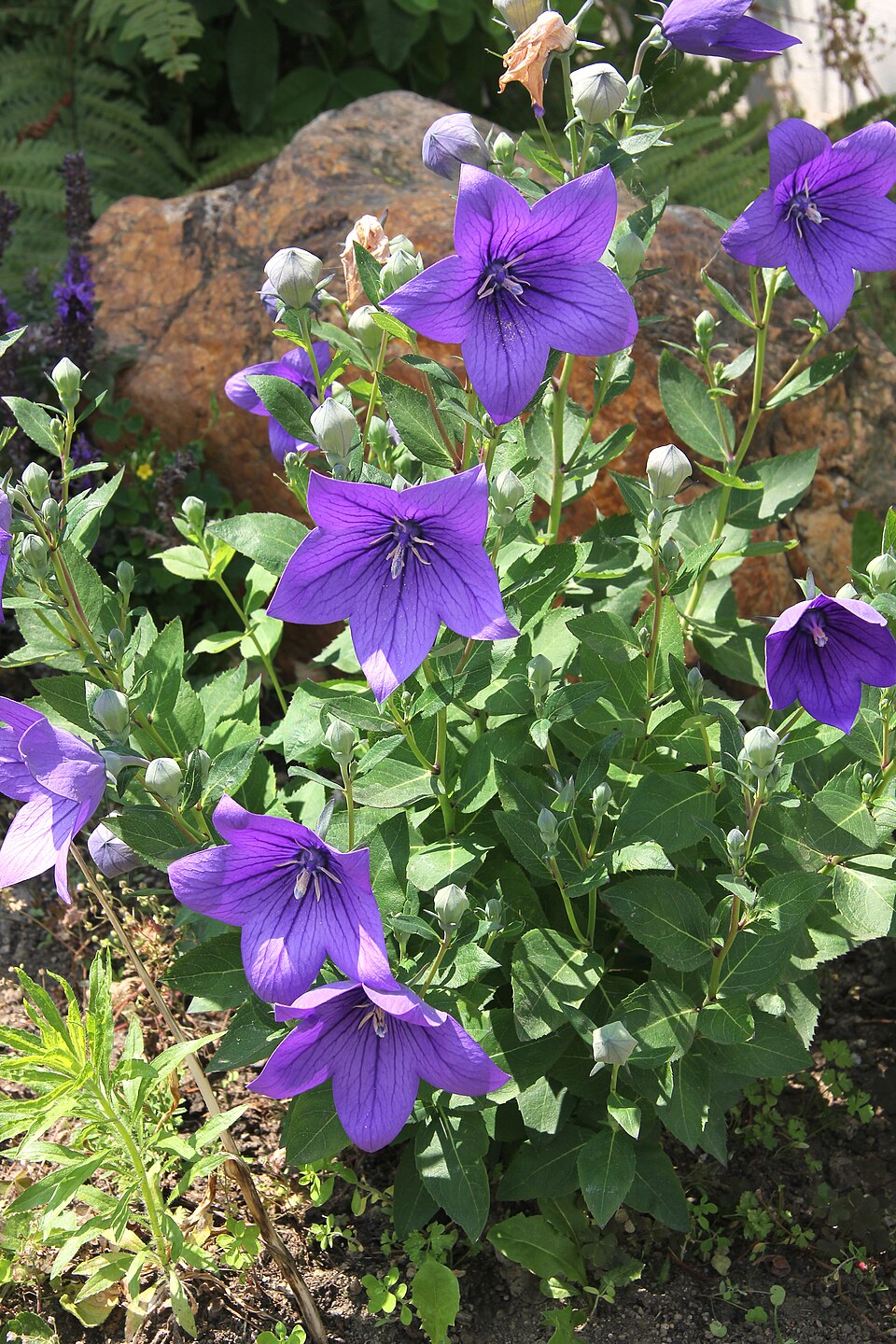 Balloon Flower Root / Platycodon Root