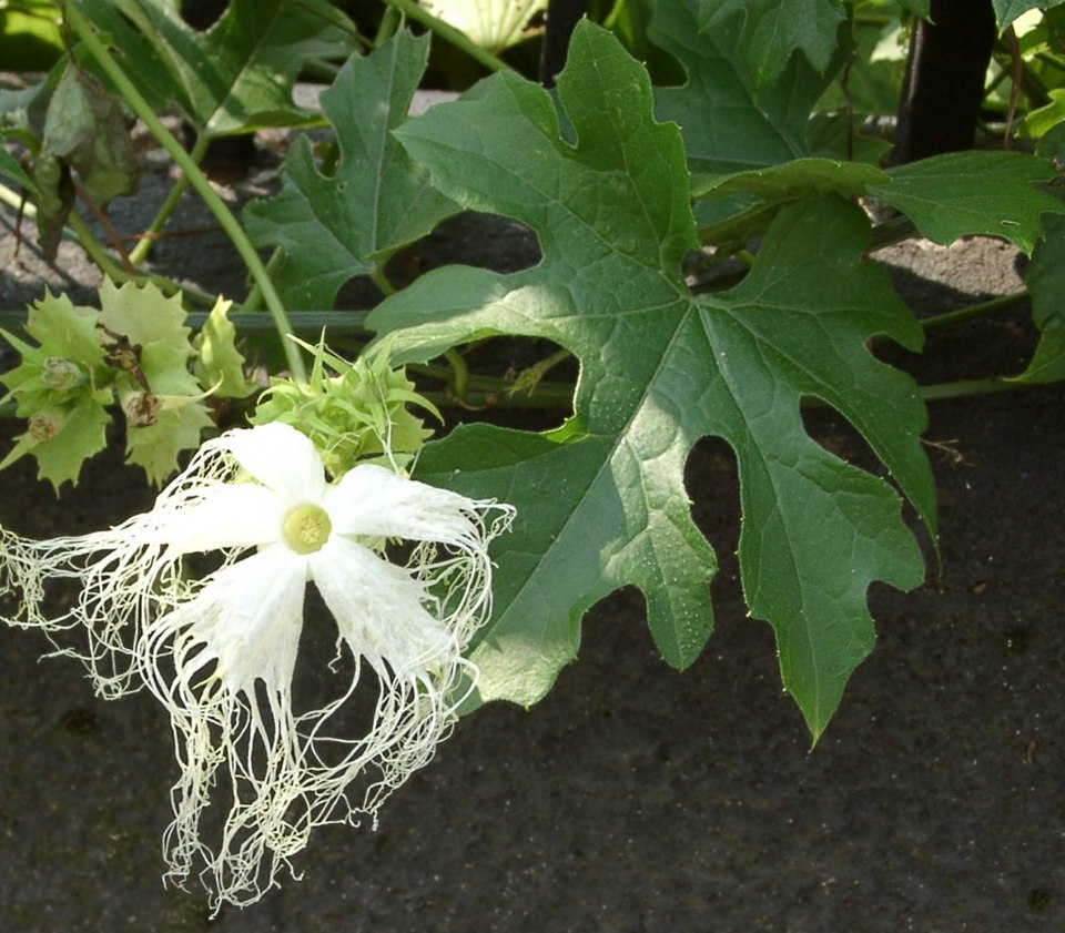 Snakegourd Fruit / Trichosanthes Fruit