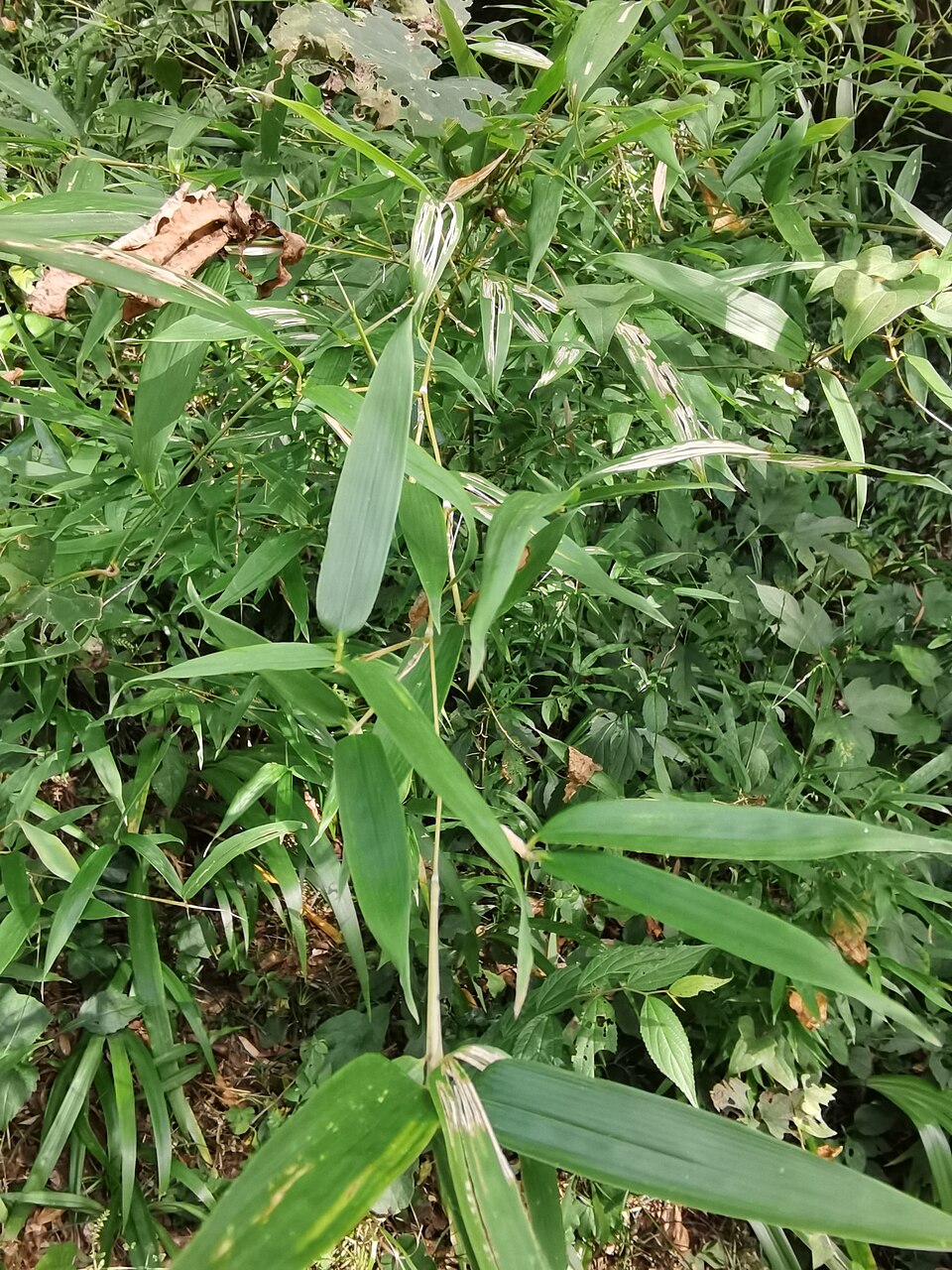 Bamboo Shavings / Bamboo Curls