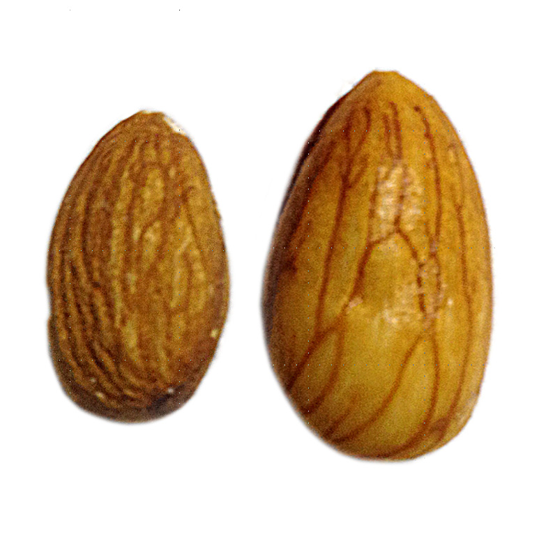 Apricot Kernel / Bitter Apricot Seed