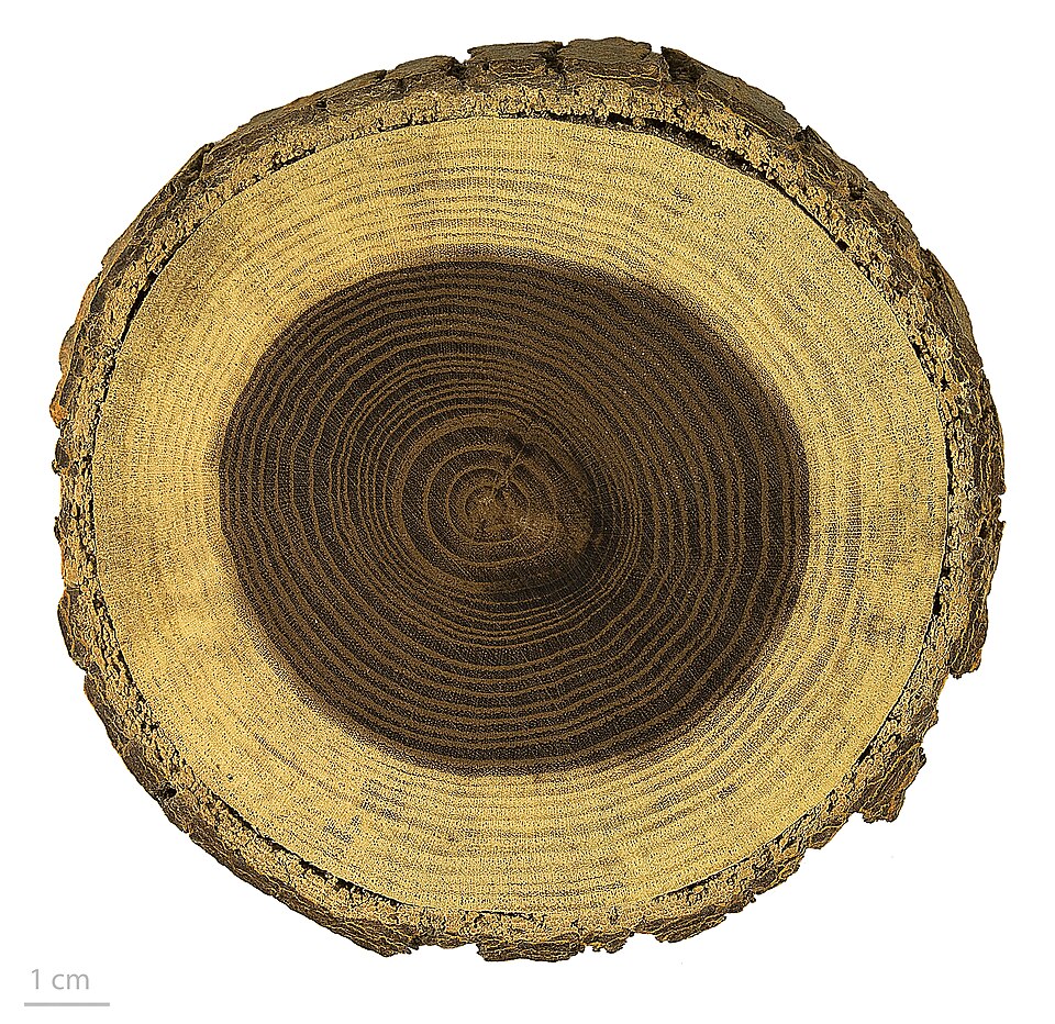 White Mulberry Root Bark / Mulberry Bark