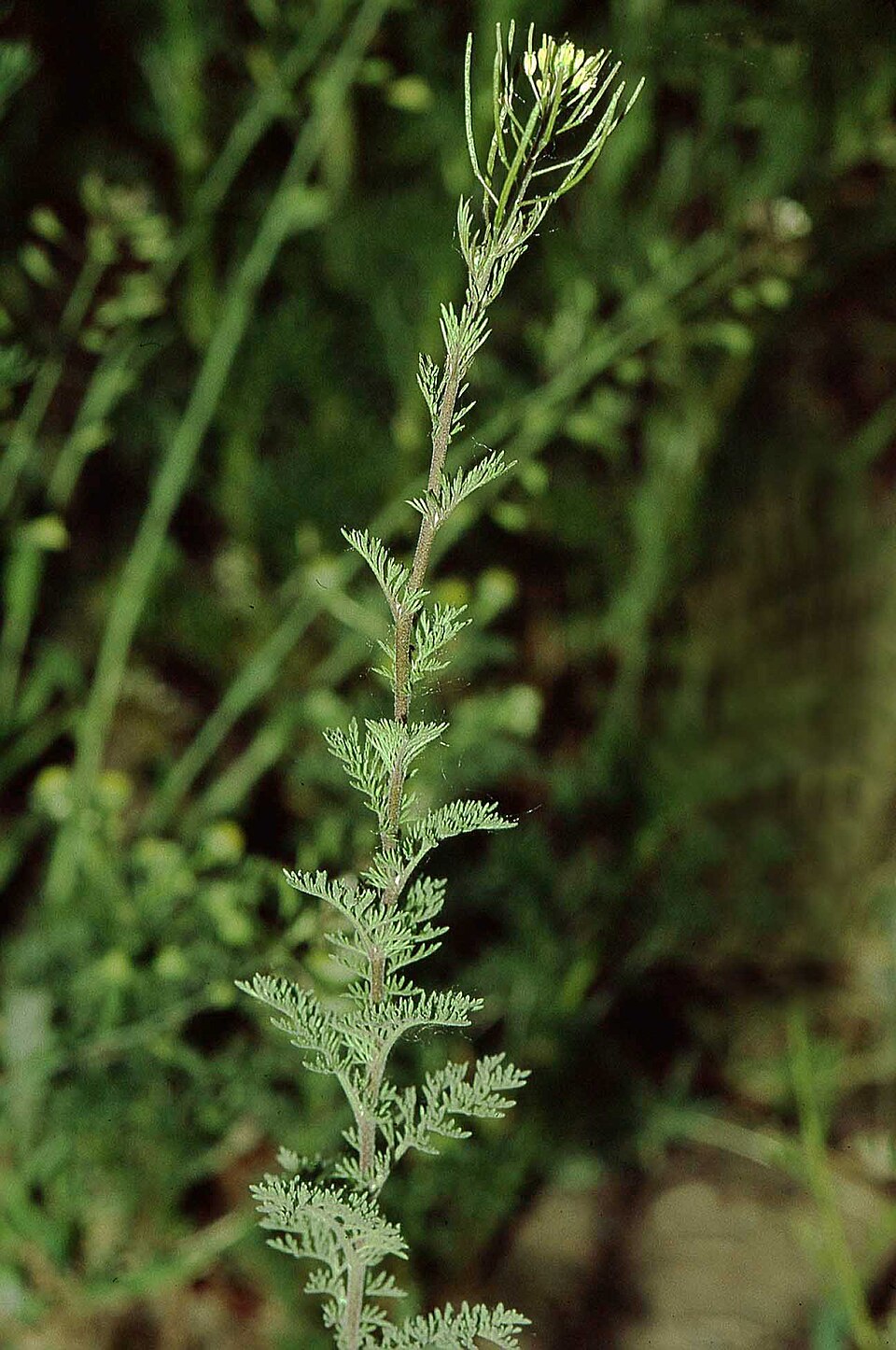 Lepidium Seed / Descurainea Seed / Pepperweed Seed