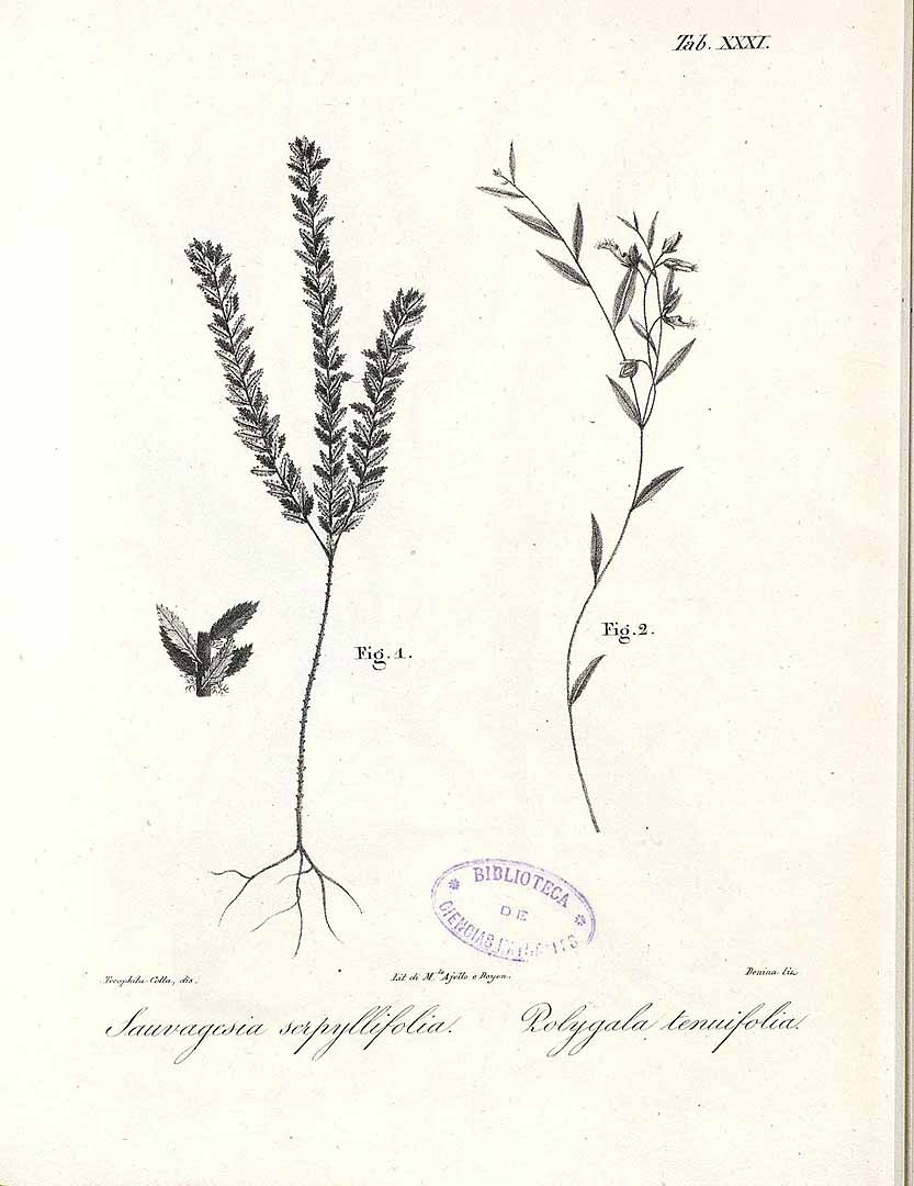 Polygala Root / Thin-leaved Polygala