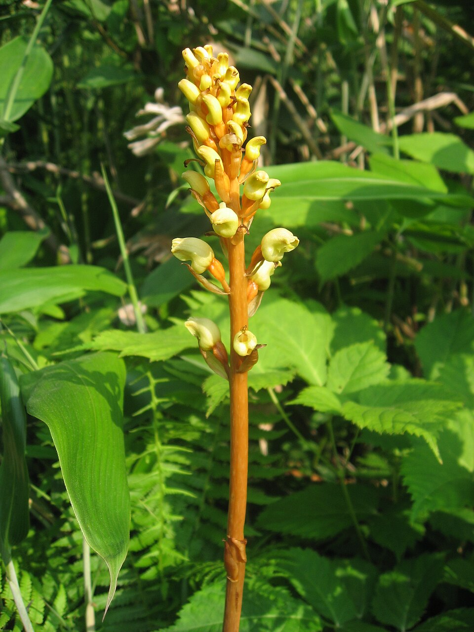 Gastrodia Rhizome / Tian Ma