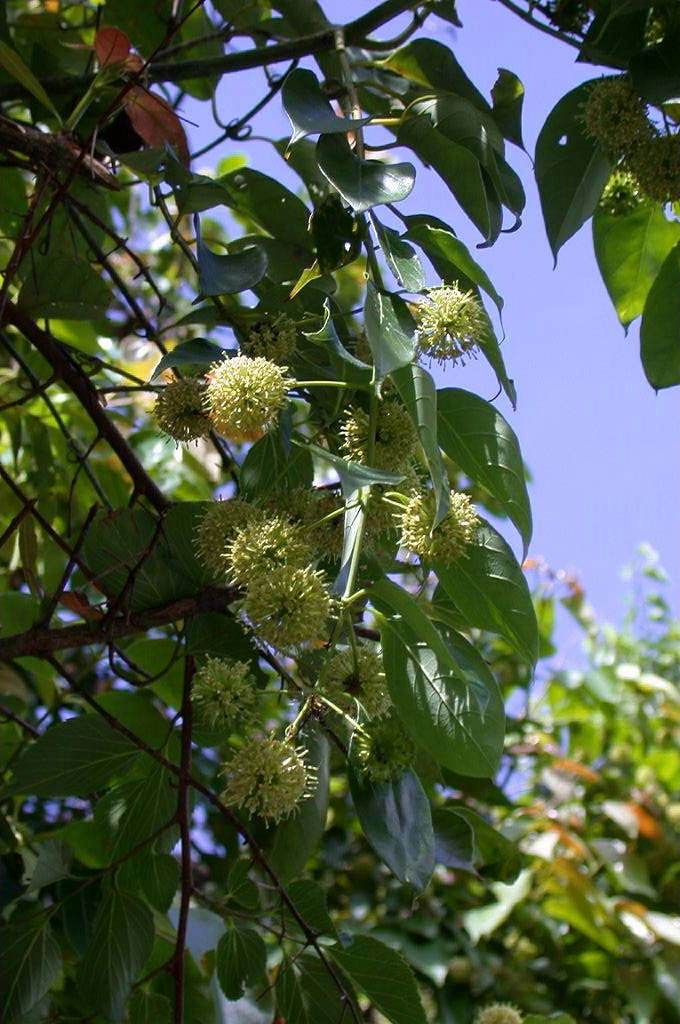 Uncaria Stem with Hooks / Gambir Plant