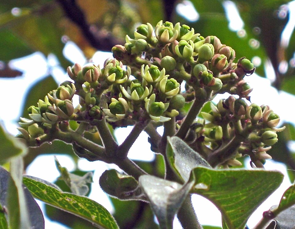 Evodia Fruit / Tetradium Fruit