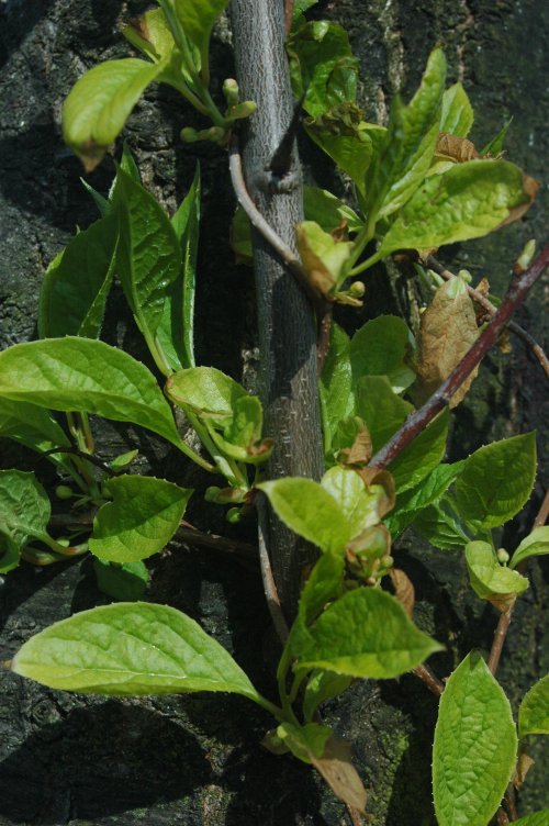 Astringent