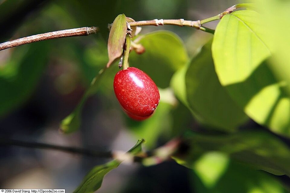 Cornus Fruit / Dogwood Fruit / Asiatic Cornelian Cherry