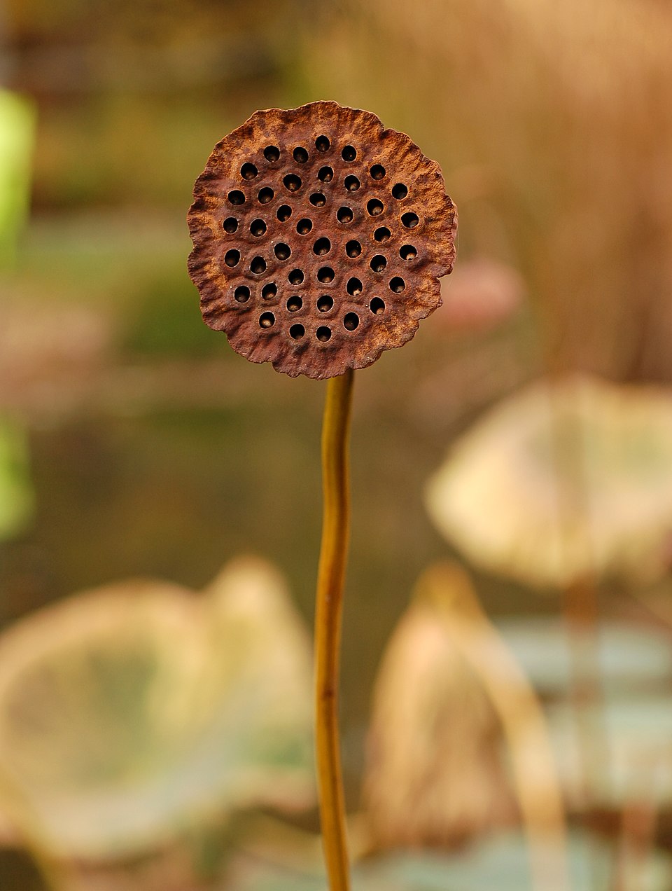 Lotus Seed