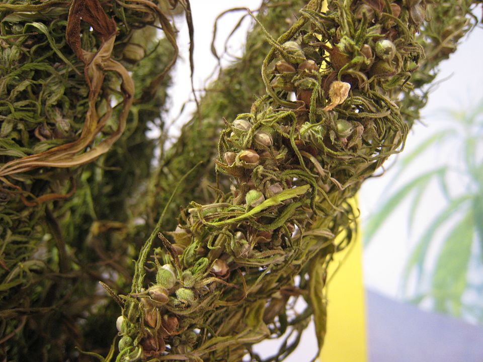 Hemp Seed / Cannabis Seed