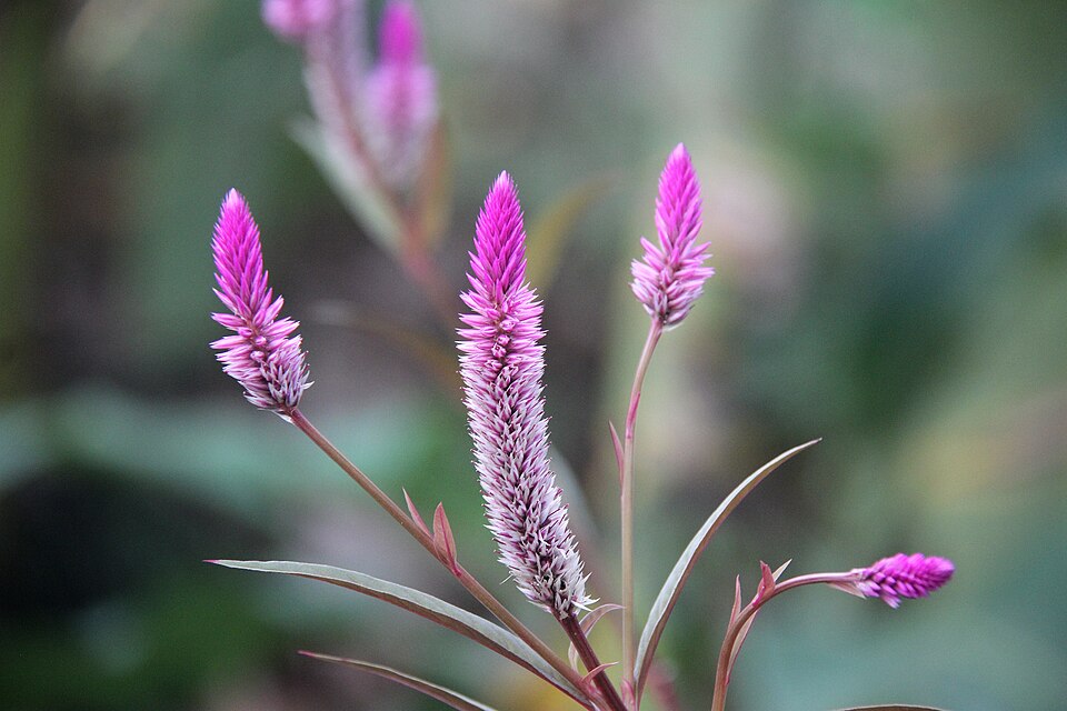 Celosia Seed / Feather Cockscomb Seed