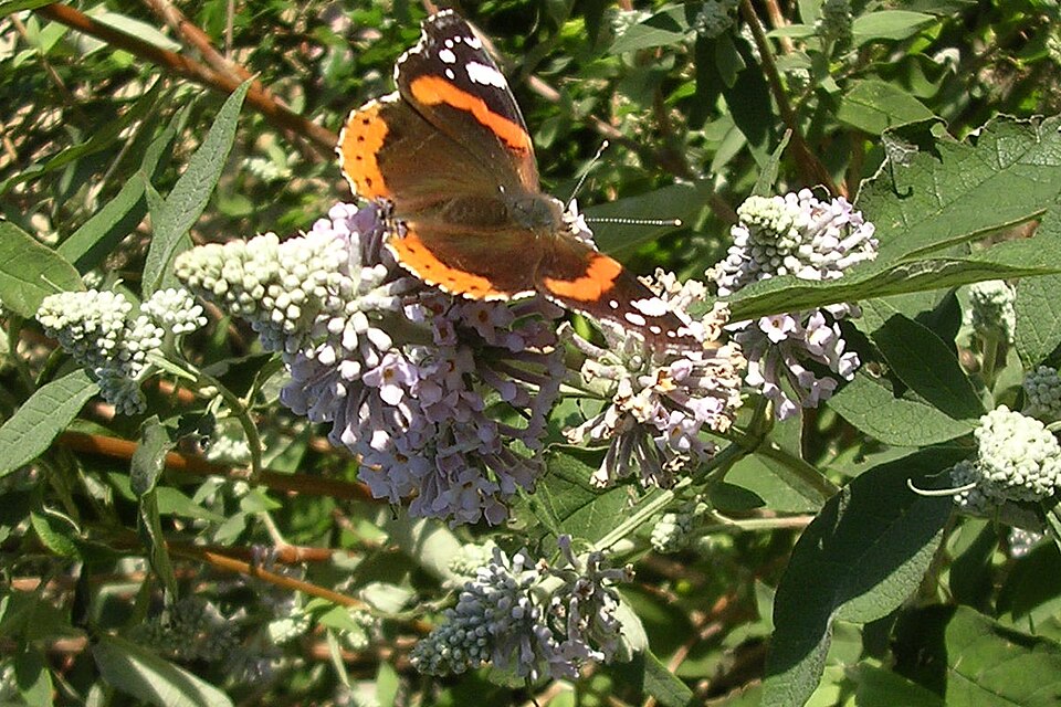 Buddleja Flower / Pale Butterfly Bush Flower