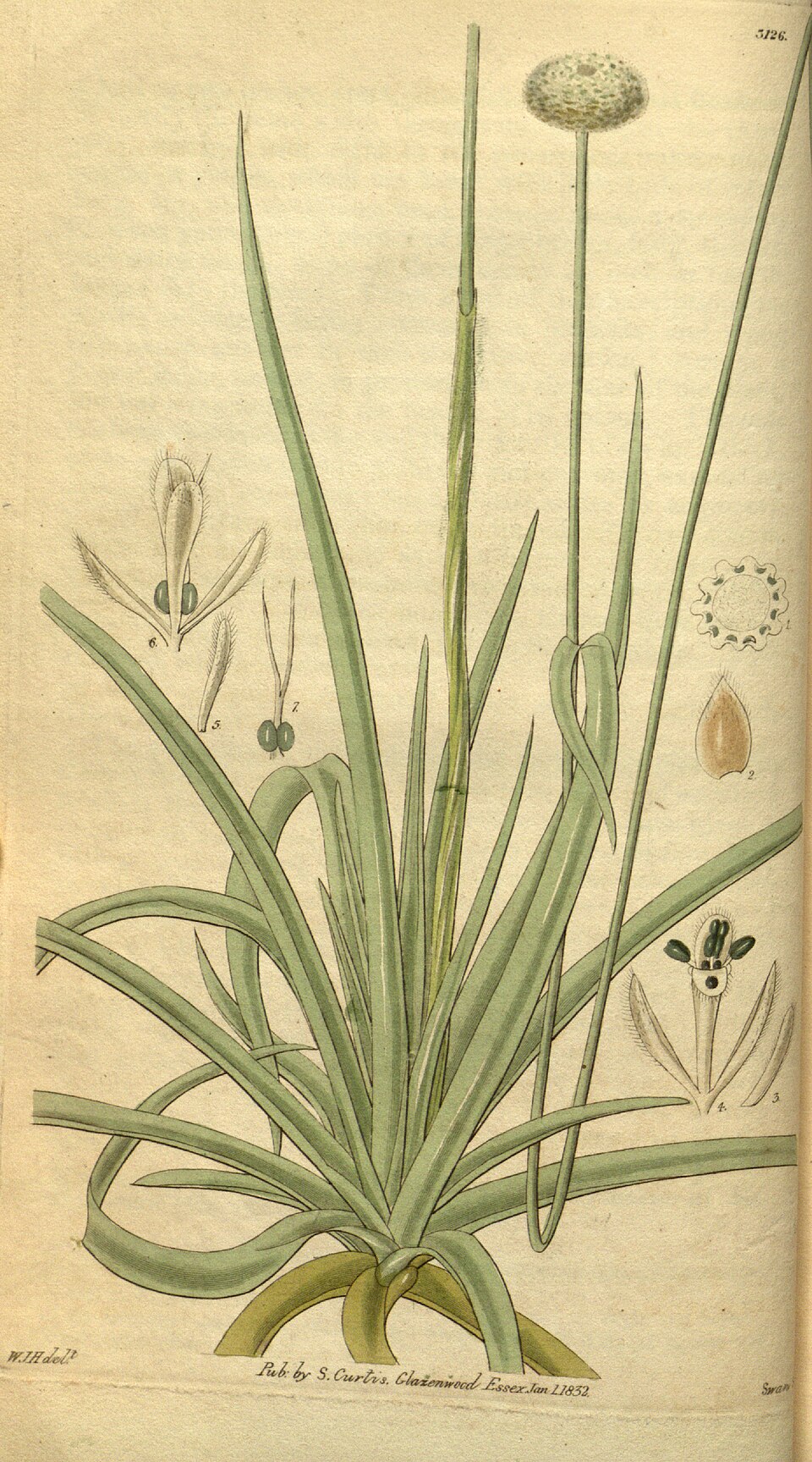 Pipewort Flower / Eriocaulon